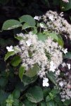 hortensia grimpant (Hydrangea petiolaris) : inflorescence