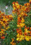 giroflée des murailles (Erysimum cheiri / Cheiranthus cheiri)