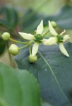 fusain d'Europe (Euonymus europaeus)