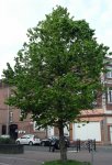 noisetier de Byzance (Corylus colurna)