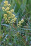 gaillet jaune (Galium verum)