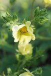 potentille droite (Potentilla recta)