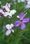 julienne des dames (Hesperis matronalis)