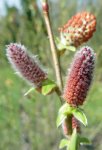 saule pourpre (Salix purpurea)