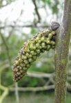 débourrement d'un chaton mâle de noyer (Juglans regia)
