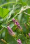liseron des champs (Convolvulus arvensis)
