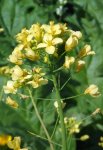 navet boule d'or (Brassica rapa) en floraison