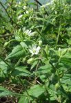 mouron des oiseaux (Stellaria media)