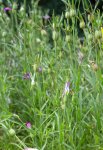 nielle des blés (Agrostemma githago)