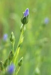 bouton floral de lin (Linum usitatissimum)