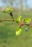 bouton floral de pommier (Malus domestica)
