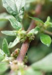 pariétaire de Judée (Parietaria judaica) : floraison