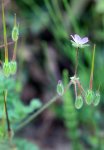 érodium à feuille de ciguë (Erodium cicutarium)