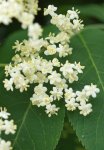 sureau noir (Sambucus nigra)