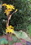 Ligulaire, en pot (Ligularia dentata)