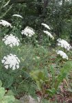 pied de carotte sauvage (Daucus carotta)
