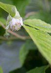 fleur de framboisier (Rubus idaeus)
