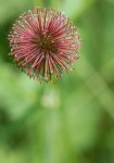 fruit de benoite commune (Geum urbanum)