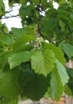 noisetier de Byzance (Corylus colurna)