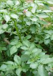 pomme de terre (Solanum tuberosum)