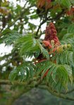 sumac amarante (Rhus typhina)