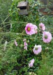 cosmos (Cosmos bipinnatus)