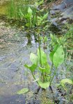 plantain d'eau (Alisma plantago-aquatica)
