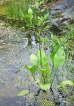 plantain d'eau (Alisma plantago-aquatica)