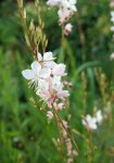 gaura (Oenothera lindheimeri)