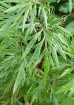 feuillage de l'armoise (Artemisia vulgaris)