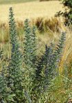 vipérine (Echium vulgare)