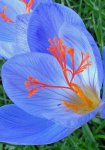crocus d'automne (Crocus speciosus)