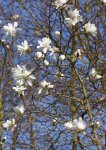 magnolia étoilé (Magnolia stellata)