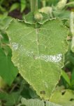 feuillage de sauge sclarée (Salvia sclarea)