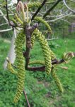 floraison mâle de noyer (Juglans regia)