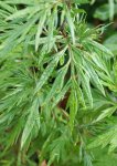 feuillage de l'armoise (Artemisia vulgaris)