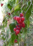 morelle douce-amère en fruit (Velay, fin juillet)