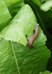 limace sur raifort (Armoracia rusticana)