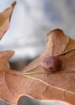 galle sur chêne sessile/rouvre (Quercus petraea)