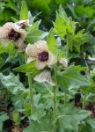 jusquiame noire (Hyoscyamus niger)