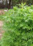 aconit napel (Aconit napellus) : feuillage