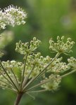 angélique sylvestre (Angelica sylvestris)
