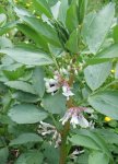 fève (Vicia faba)
