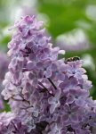 lilas (Syringa vulgaris)