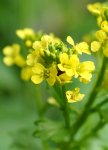 barbarée en floraison (Barbarea vulgaris)