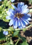 chicorée et abeille (sauvage ?) (Cichorium intybus)