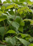 framboisier (Rubus idaeus) en boutons