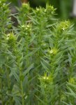 grémil officinal en fleurs (Lithospermum officinale)