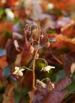 épimède (Epimedium pinnatum)