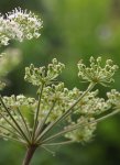 angélique sylvestre (Angelica sylvestris)